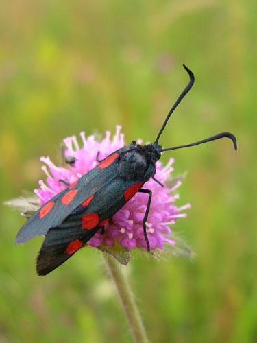 Femplettet Køllesværmer i Tinnet Krat juli 2007. Foto: Søren Faaborg Nielsen